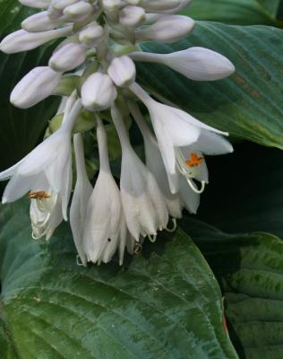 Hosta sieboldiana